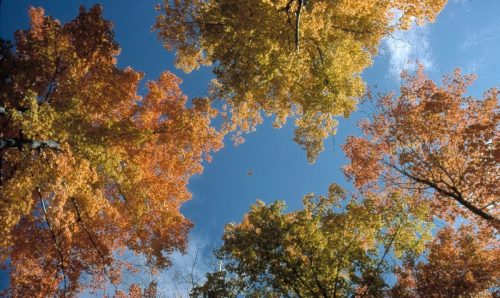 automne1