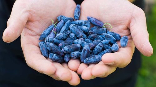 haskap-berries-in-hands-1024x576
